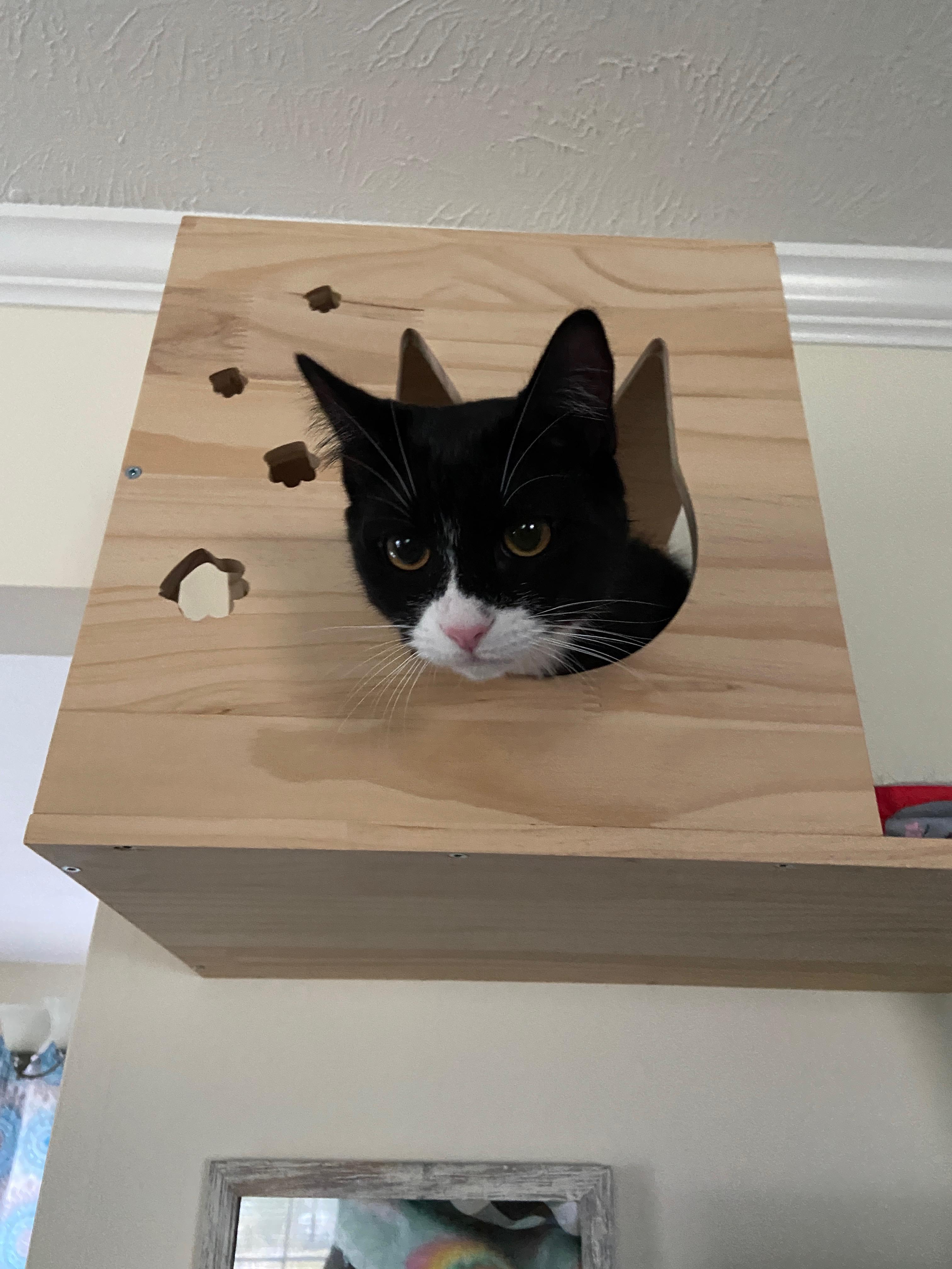 Enlarge Kraus (bonded with Franke), a Adoptable Domestic Short Hair in Wilmington, NC image 2/6