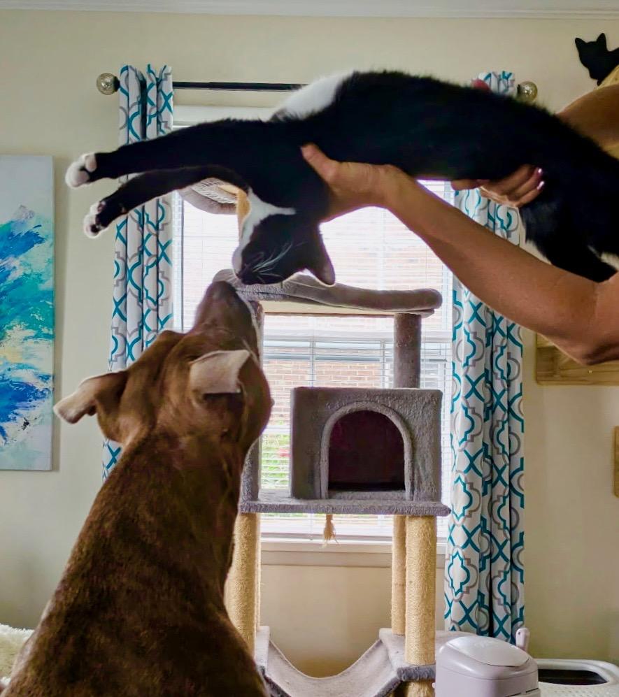 Kraus, a Adoptable Domestic Short Hair in Wilmington, NC image 1/4