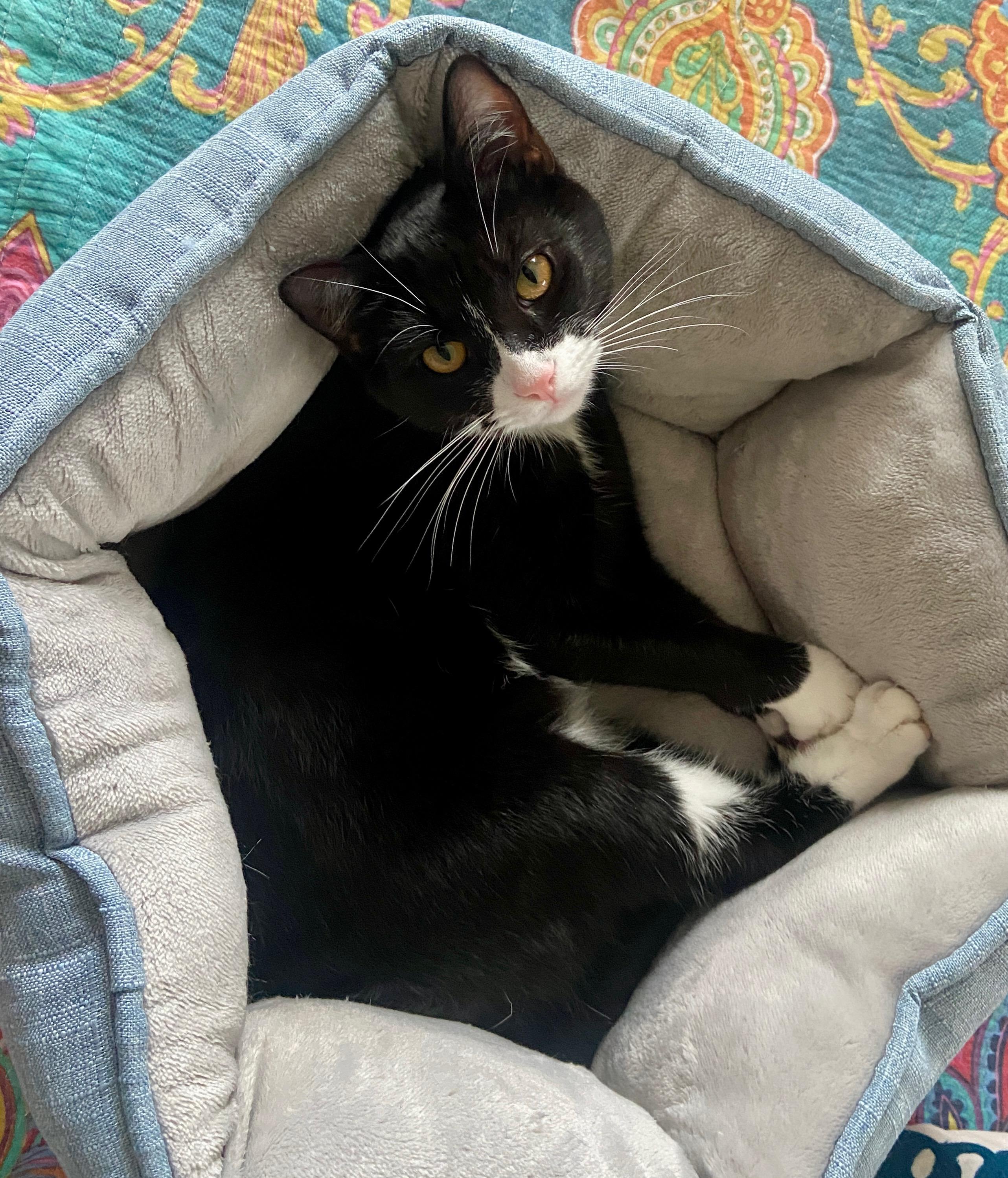 Enlarge Kraus (bonded with Franke), a Adoptable Domestic Short Hair in Wilmington, NC image 4/6