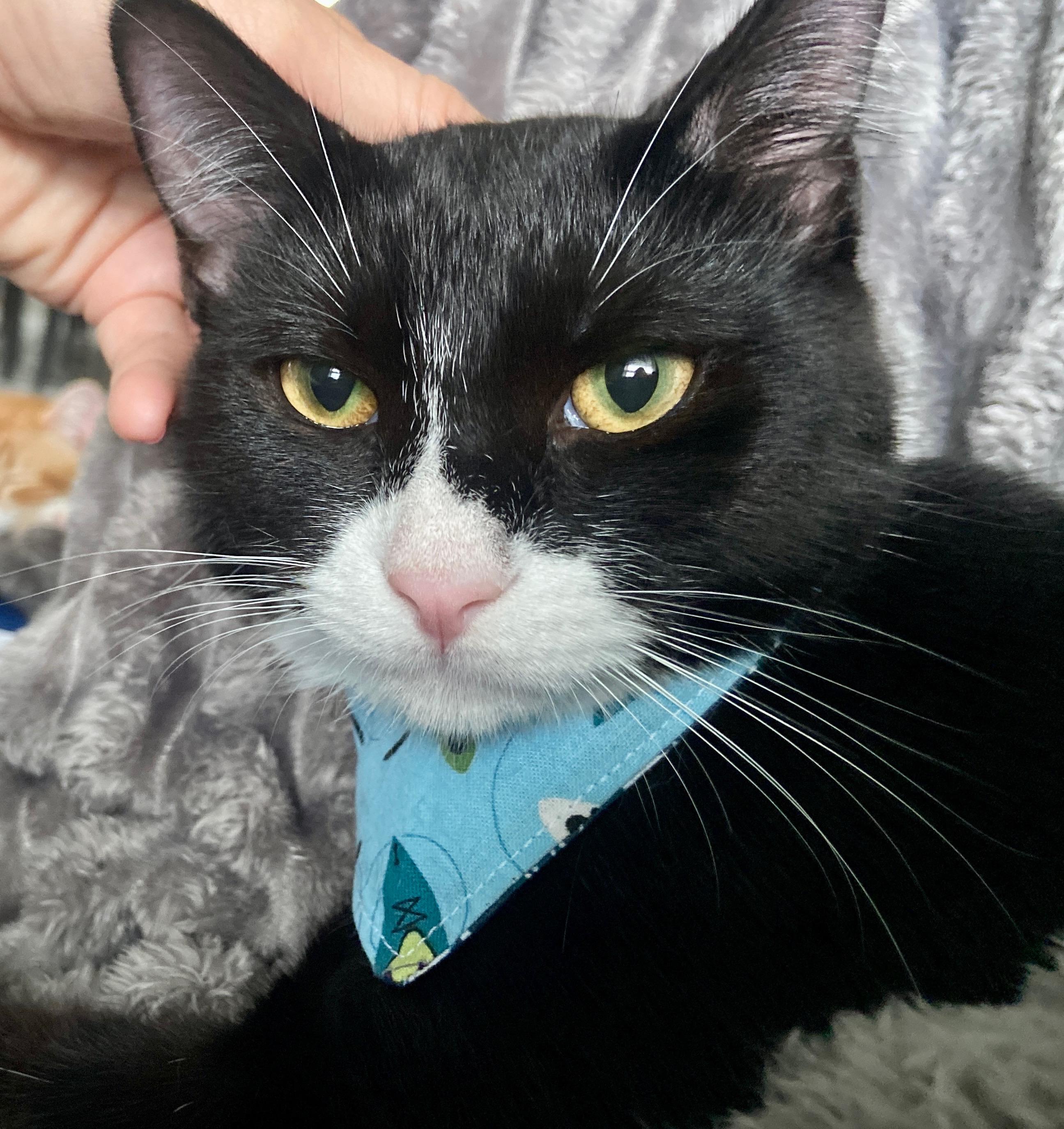 Kraus, a Adoptable Domestic Short Hair in Wilmington, NC image 2/4