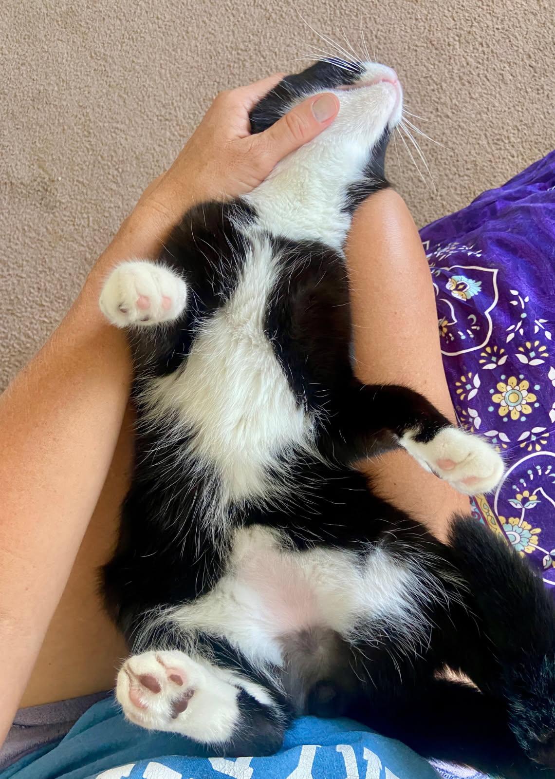 Kraus, a Adoptable Domestic Short Hair in Wilmington, NC image 4/4