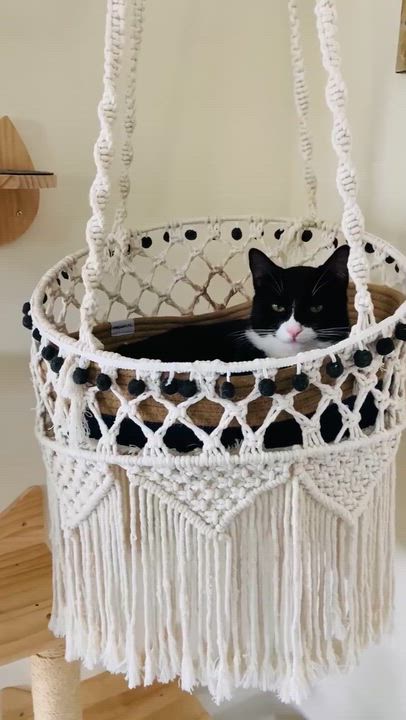 Enlarge Kraus (bonded with Franke), a Adoptable Domestic Short Hair in Wilmington, NC video 5/6