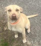 Honey, Adoptable, Young Female American Bulldog & Labrador Retriever.