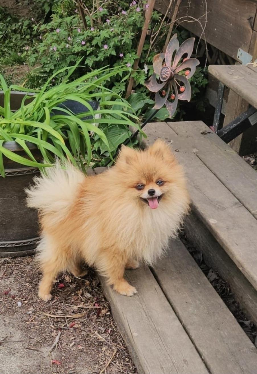 Enlarge Archie, a Adoptable Pomeranian in Vancouver, BC image 1/6