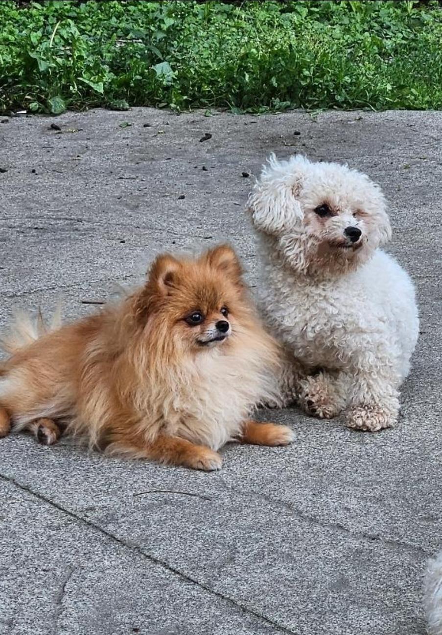 Enlarge Archie, a Adoptable Pomeranian in Vancouver, BC image 3/6
