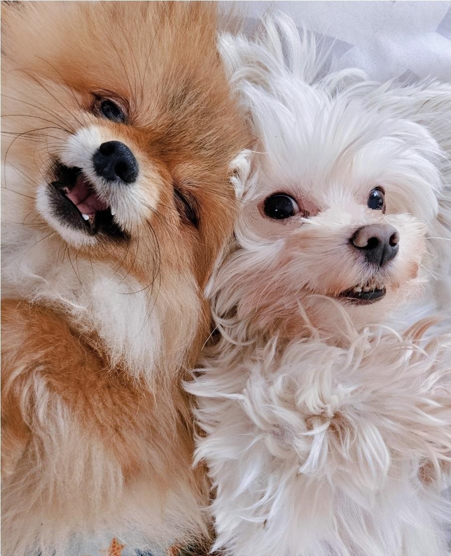 Enlarge Archie, a Adoptable Pomeranian in Vancouver, BC image 4/6