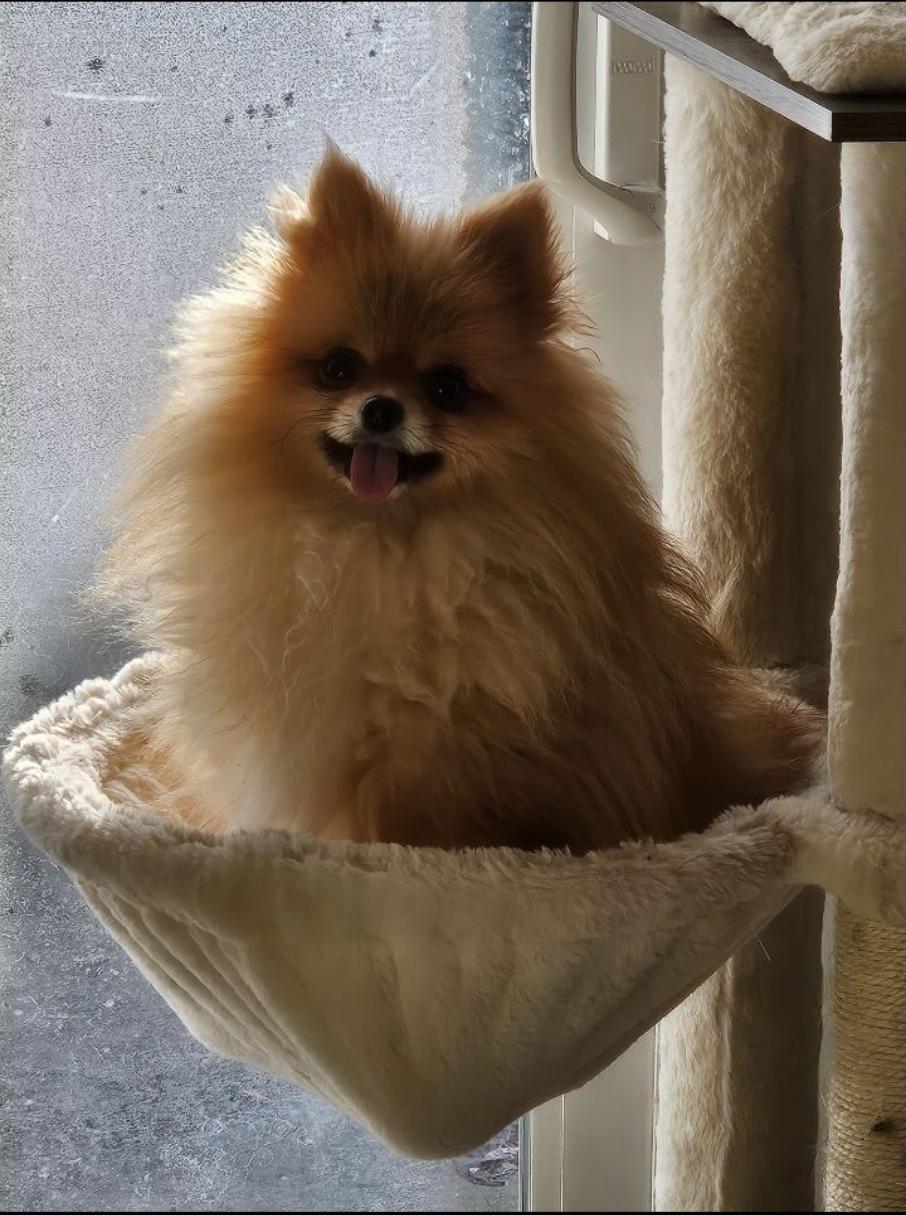Enlarge Archie, a Adoptable Pomeranian in Vancouver, BC image 5/6