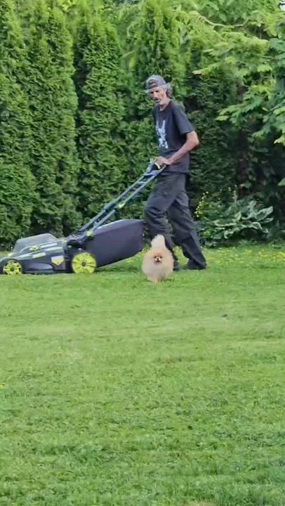 Enlarge Archie, a Adoptable Pomeranian in Vancouver, BC video 6/6