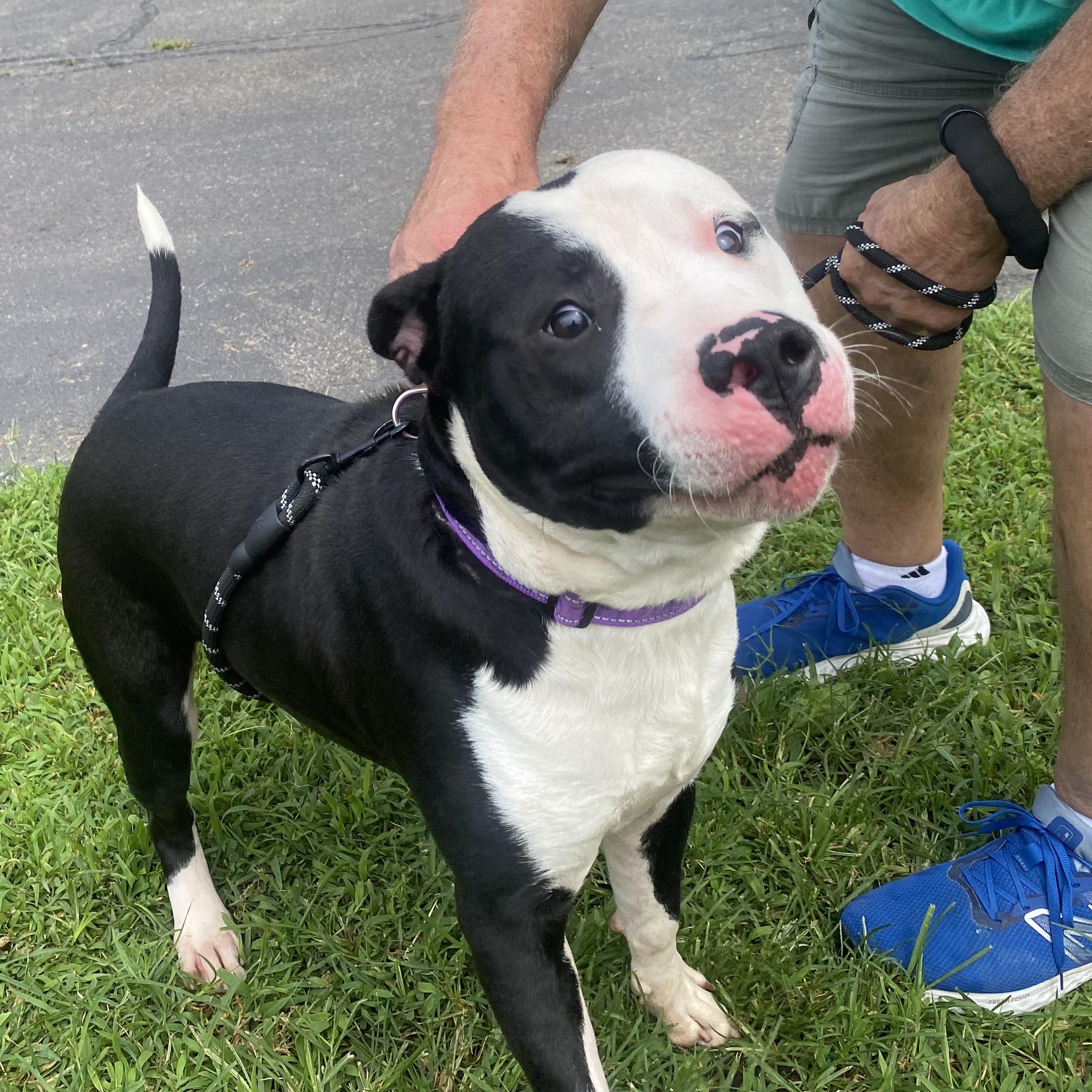 Enlarge Bolt, a Adoptable American Staffordshire Terrier in King George, VA image 5/6