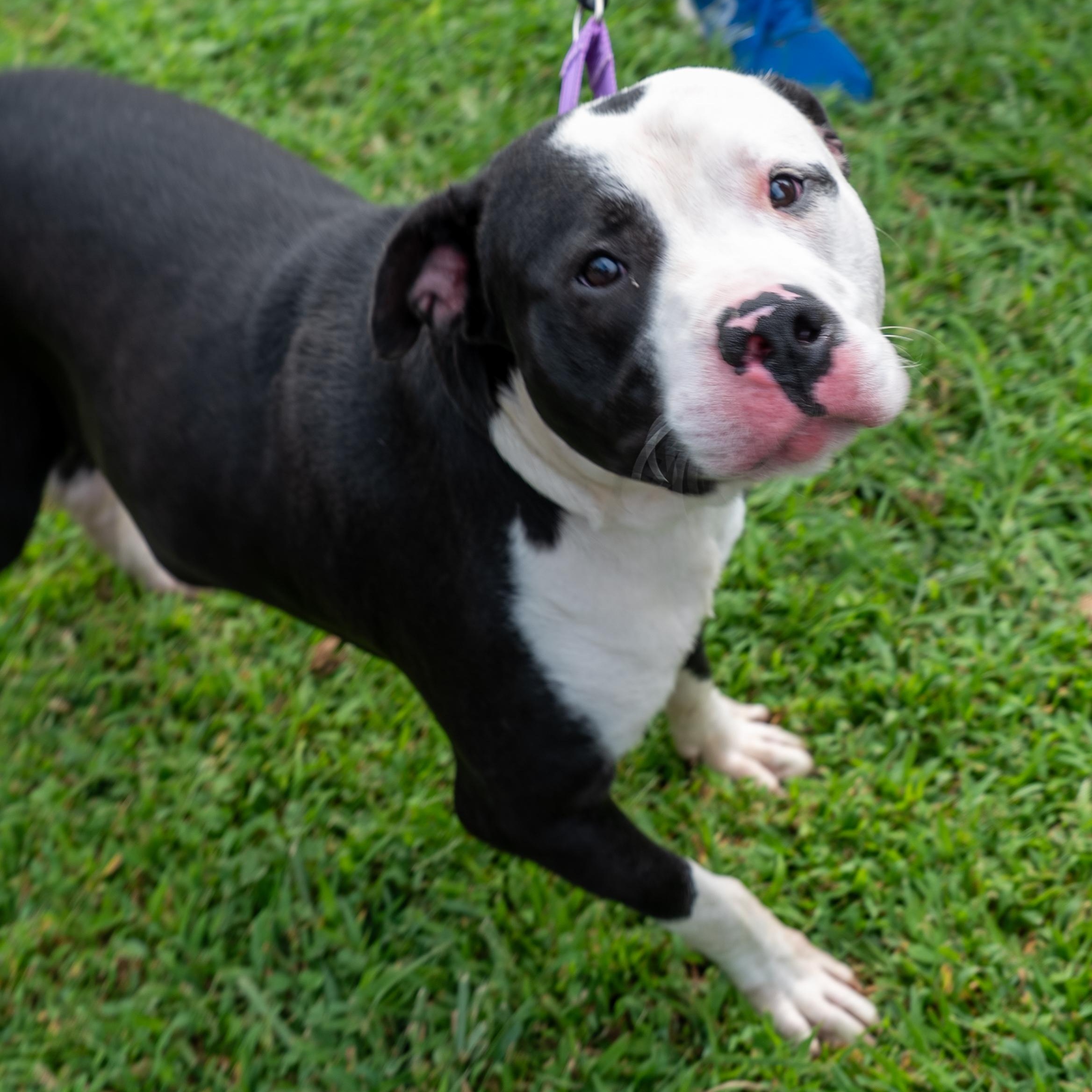Enlarge Bolt, a Adoptable American Staffordshire Terrier in King George, VA image 4/6