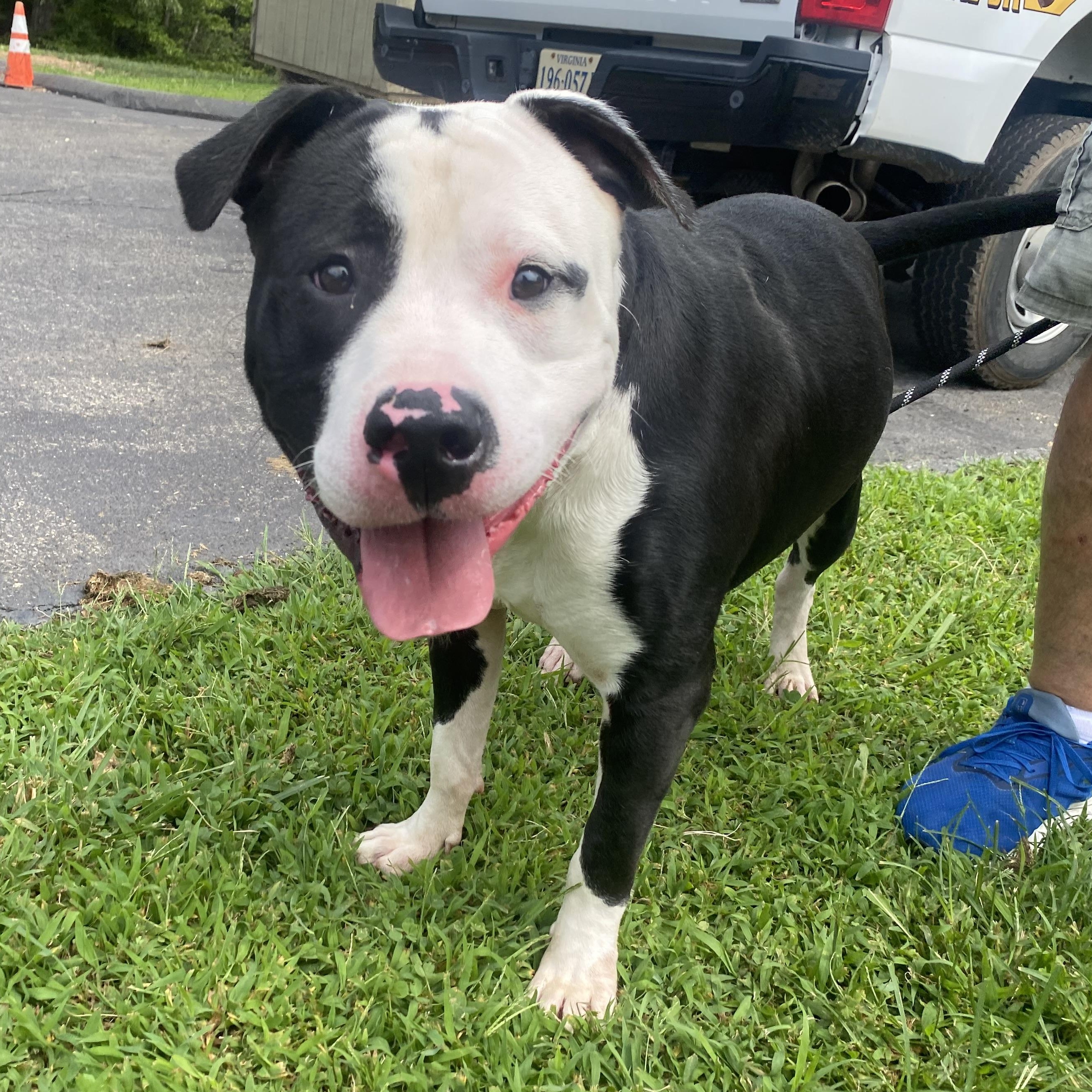 Enlarge Bolt, a Adoptable American Staffordshire Terrier in King George, VA image 3/6