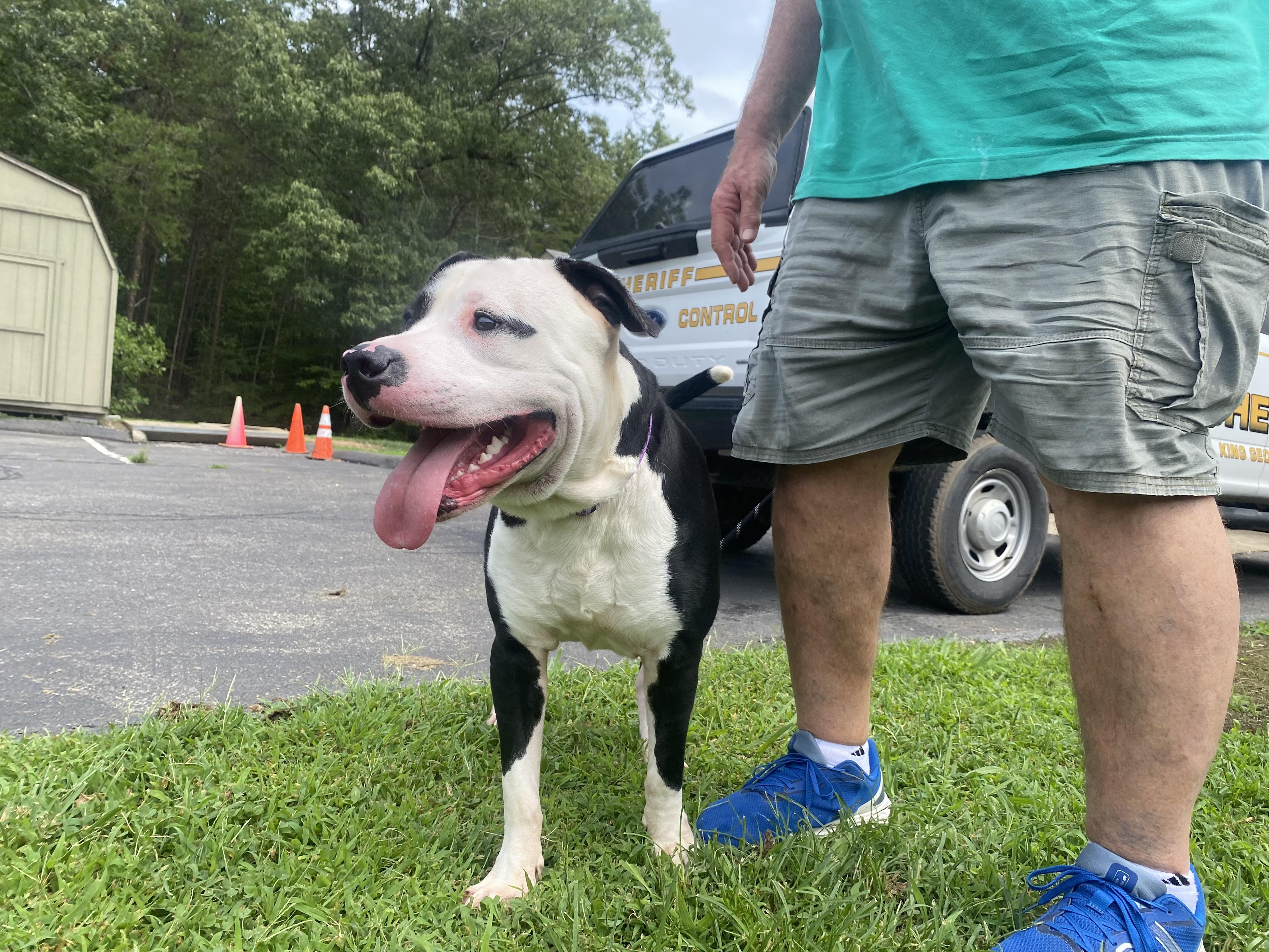 Enlarge Bolt, a Adoptable American Staffordshire Terrier in King George, VA image 6/6