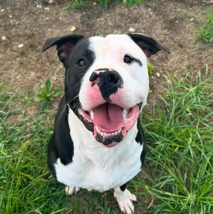 Enlarge Bolt, a Adoptable American Staffordshire Terrier in King George, VA image 1/6
