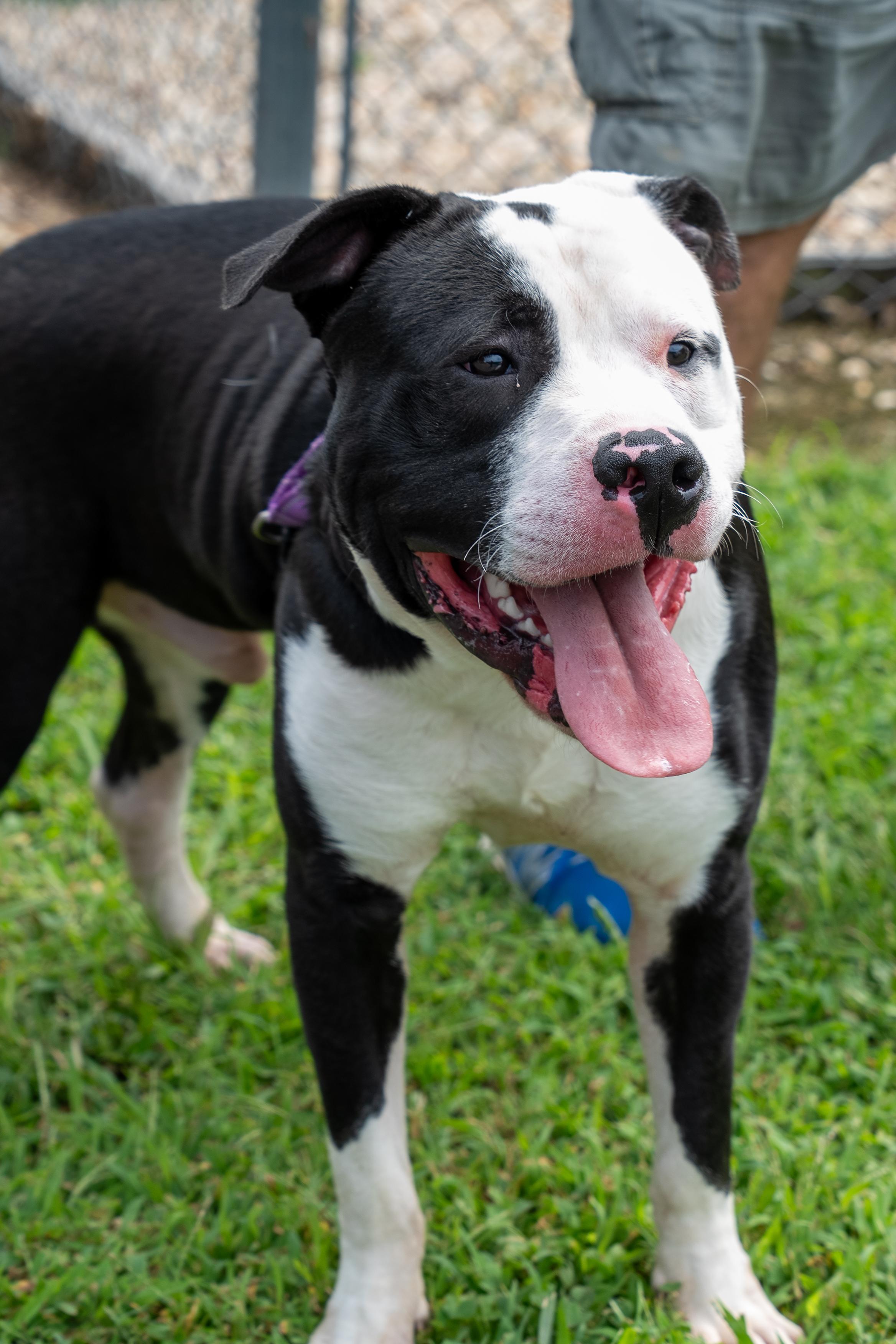 Enlarge Bolt, a Adoptable American Staffordshire Terrier in King George, VA image 2/6