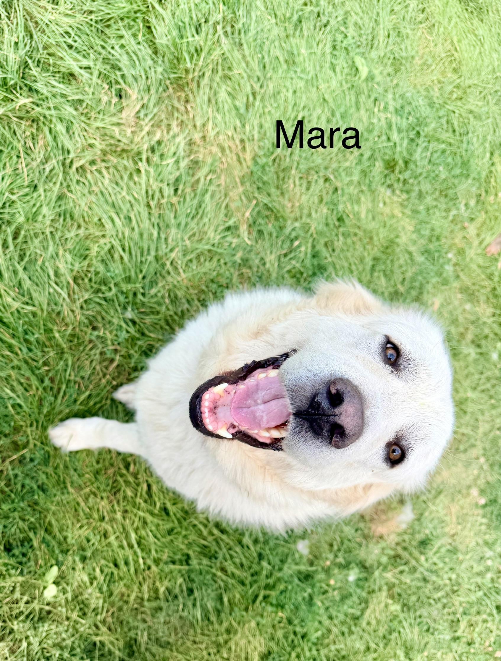 Enlarge Winter and Mara, a ADOPTABLE Great Pyrenees in Neshkoro, WI image 3/4