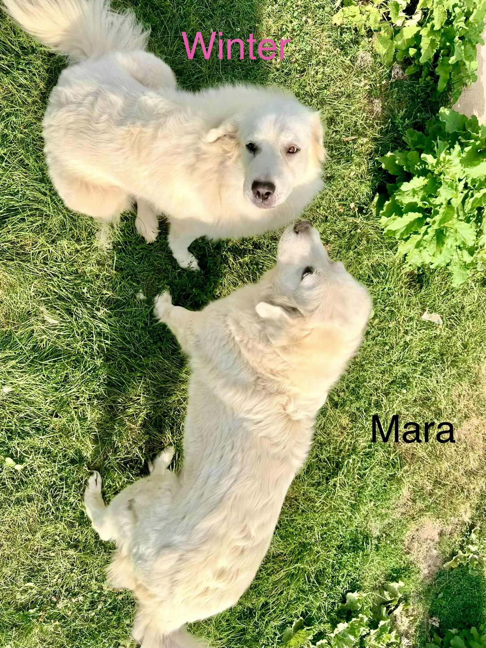 Winter and Mara, ADOPTABLE, Adult Female Great Pyrenees.