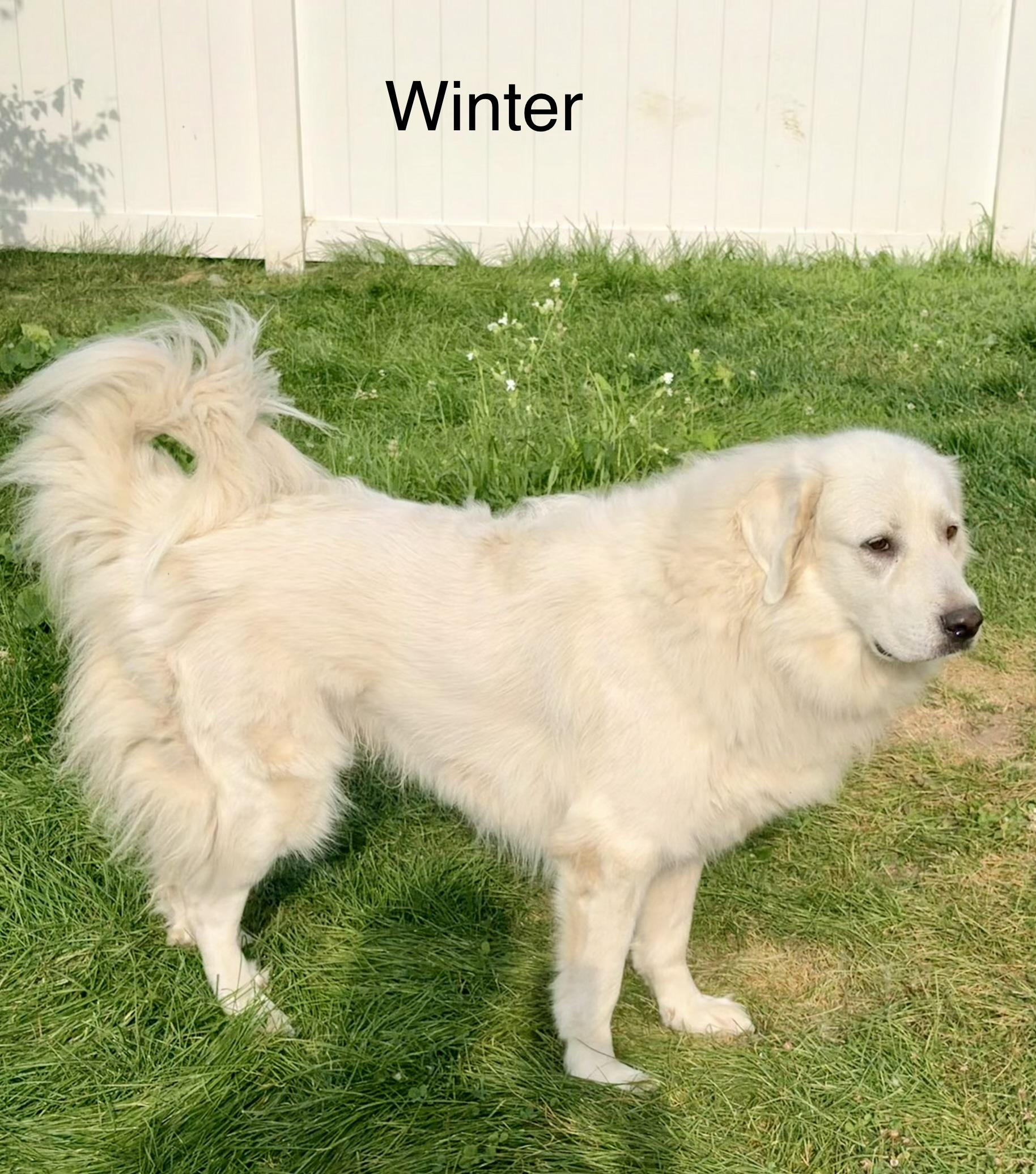 Enlarge Winter and Mara, a ADOPTABLE Great Pyrenees in Neshkoro, WI image 4/4