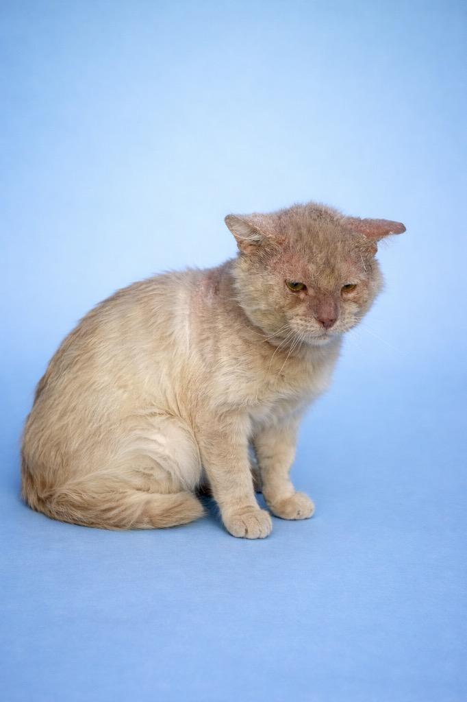 Forrest, Adoptable, Young Male Domestic Medium Hair.