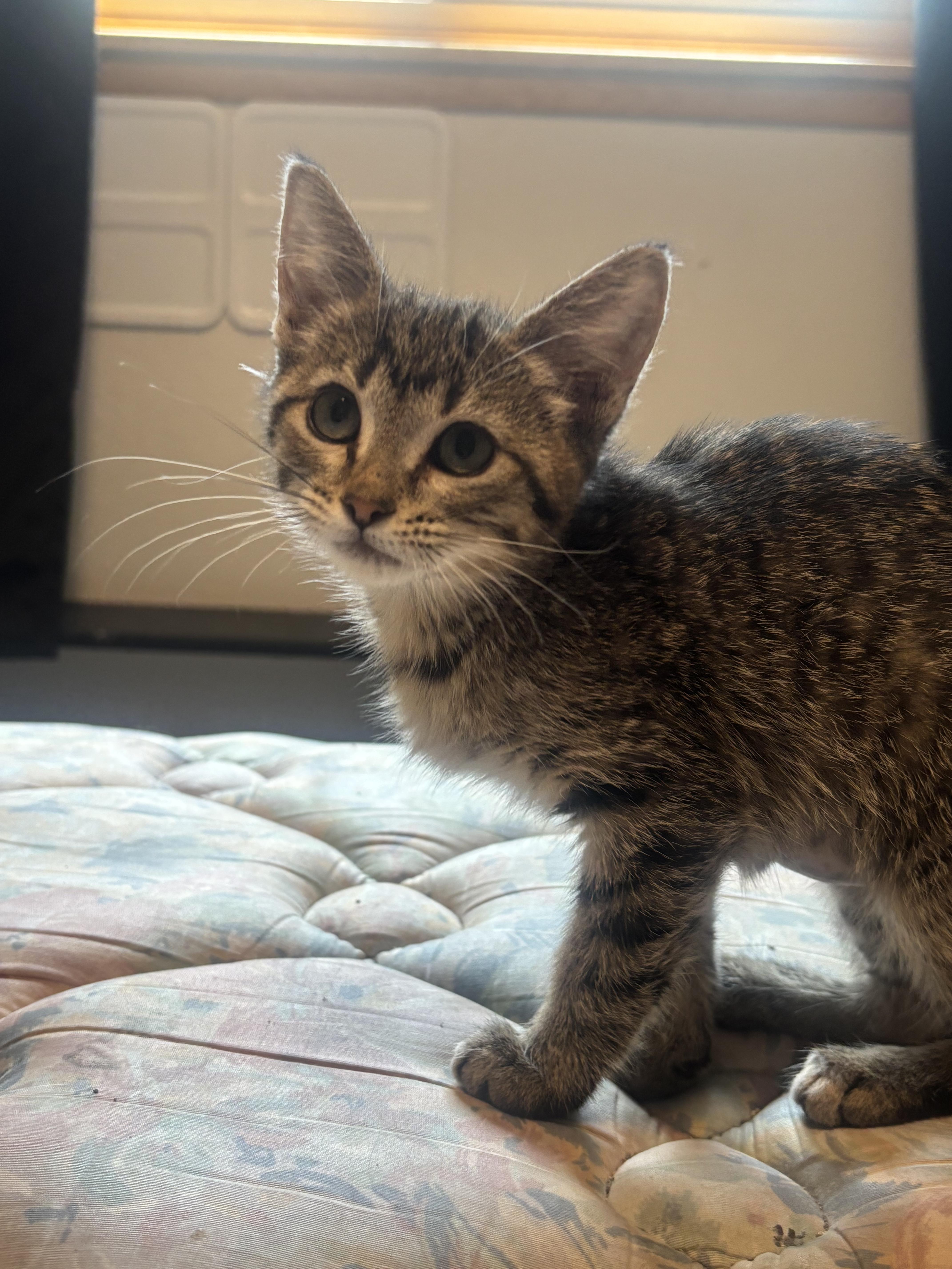 Holland, Baby Female Tabby