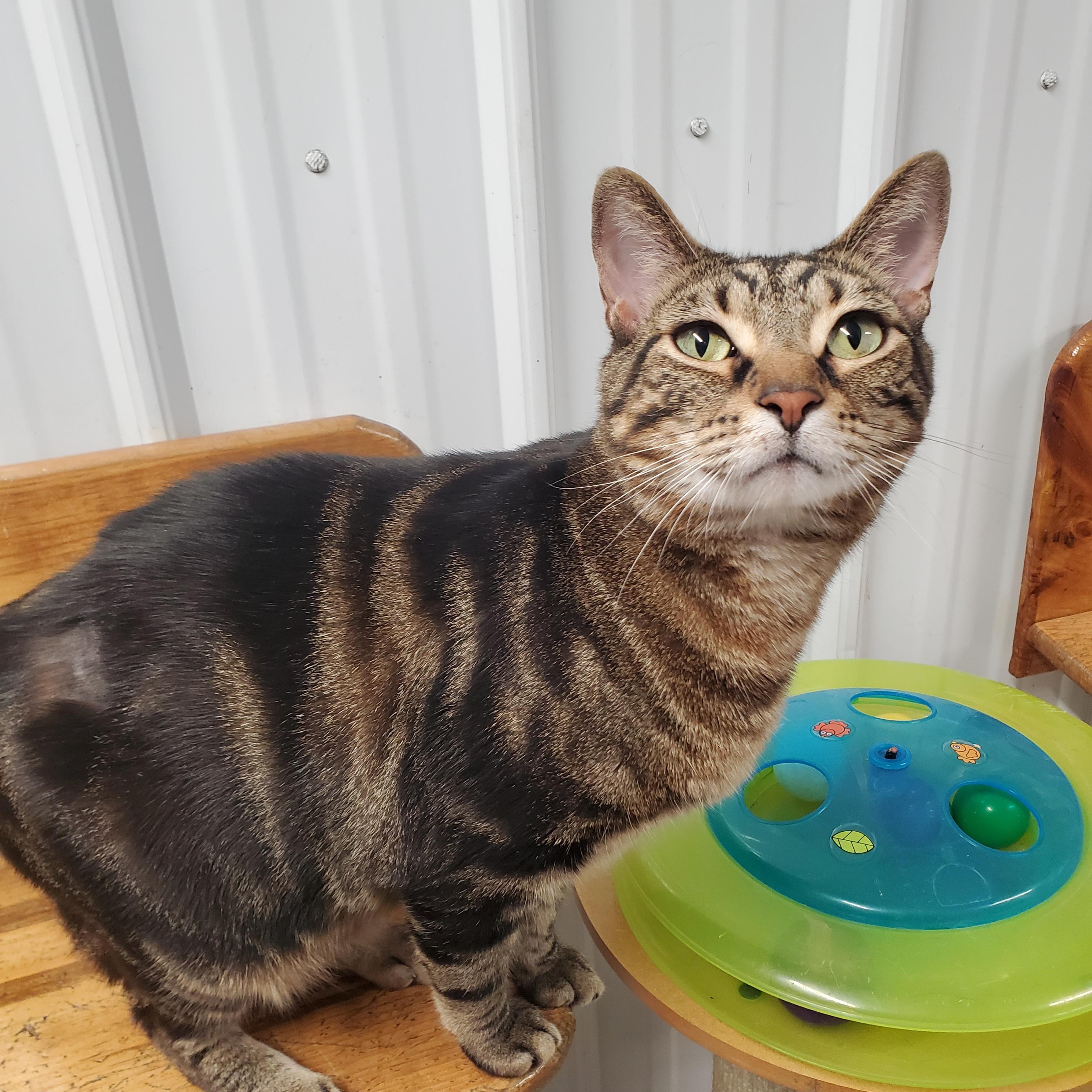 Baldur, ADOPTABLE, Adult Male Domestic Short Hair.