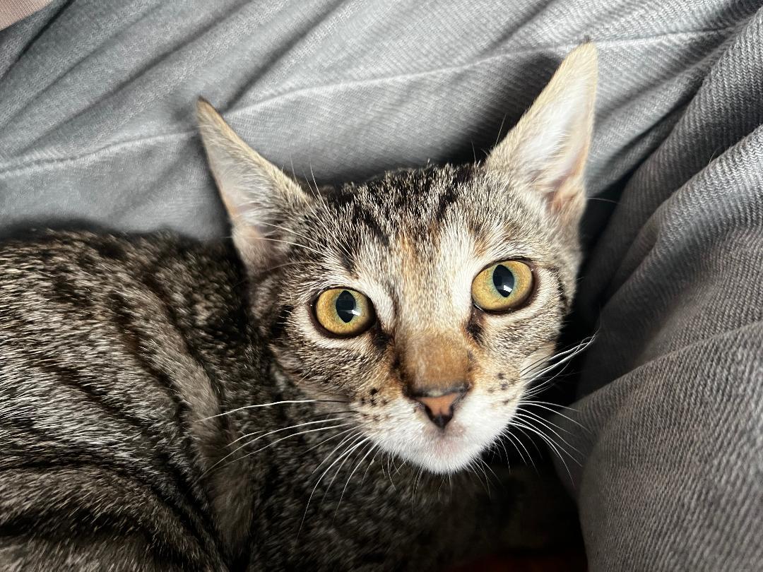 Bubbles, Baby Female Domestic Short Hair