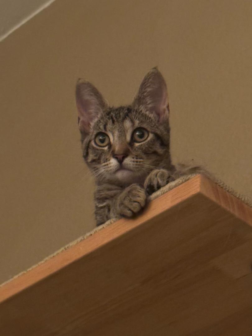 Bubbles, a Adoptable Domestic Short Hair in Oceanside, CA image 5/6