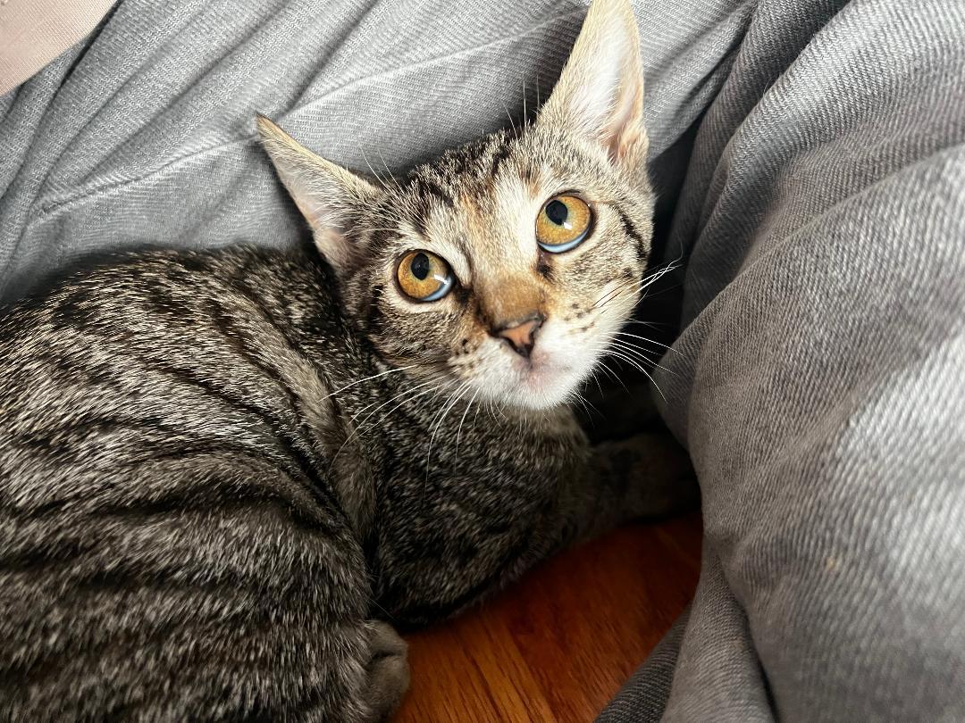 Bubbles, a Adoptable Domestic Short Hair in Oceanside, CA image 6/6