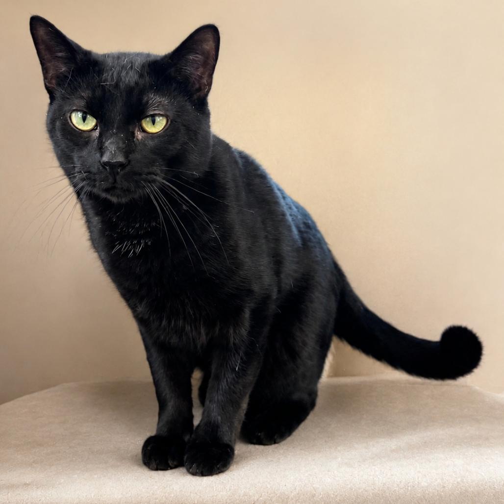 Biggie Smalls, Adoptable, Adult Male Domestic Short Hair.
