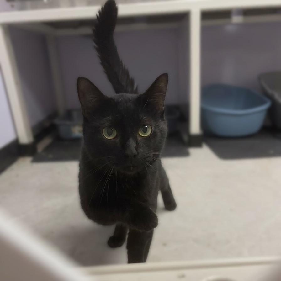 Biggie Smalls, Adoptable, Adult Male Domestic Short Hair.