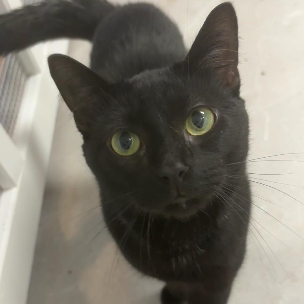 Biggie Smalls, a Adoptable Domestic Short Hair in Hopewell, VA image 2/2