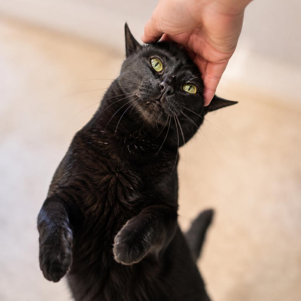Enlarge Biggie Smalls, a Adoptable Domestic Short Hair in Hopewell, VA image 5/5