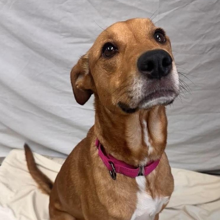Enlarge Dixie, a ADOPTABLE Mixed Breed in Springfield, VT image 4/4