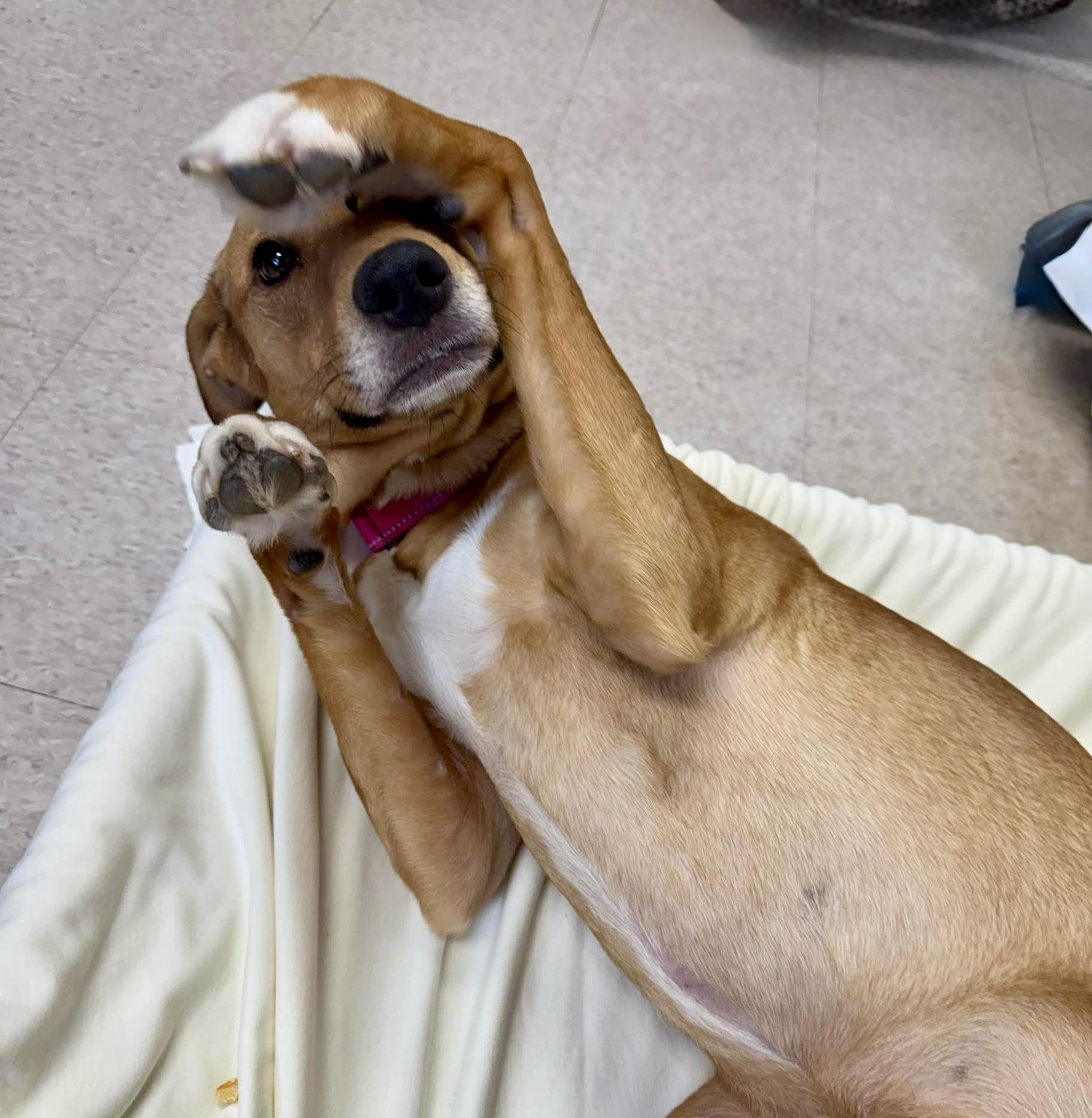 Enlarge Dixie, a ADOPTABLE Mixed Breed in Springfield, VT image 3/4