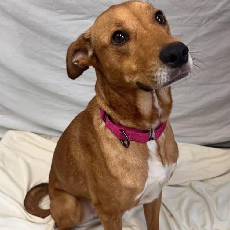 Enlarge Dixie, a ADOPTABLE Mixed Breed in Springfield, VT image 2/4