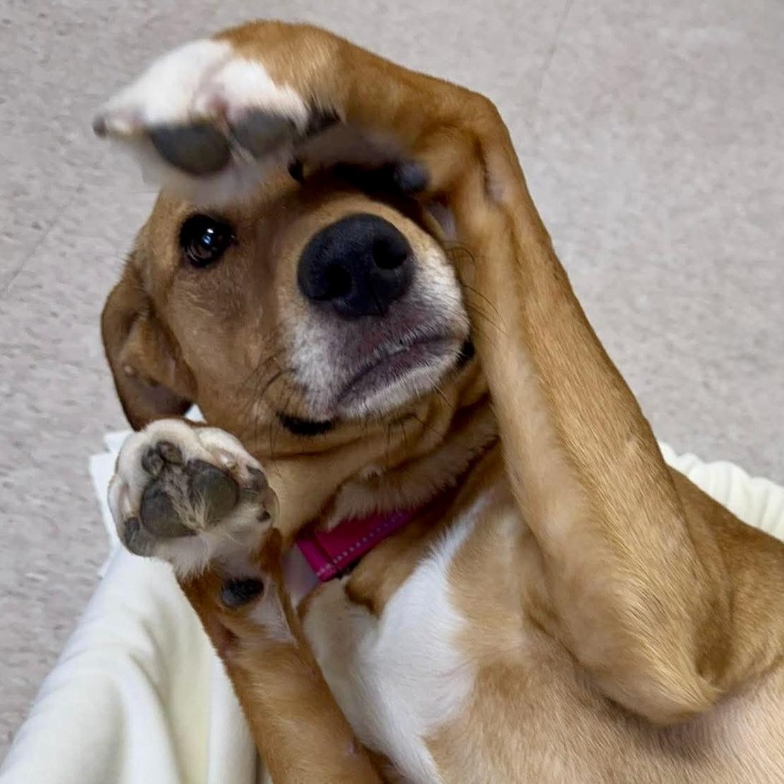 Dixie, ADOPTABLE, Adult Female Mixed Breed.