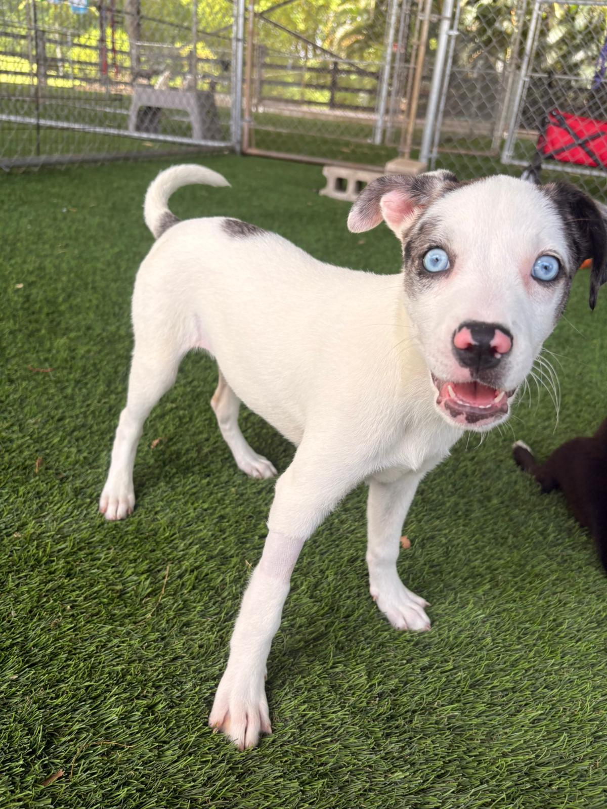 Enlarge Miranda, a ADOPTABLE Mixed Breed in Morristown, NJ image 2/4