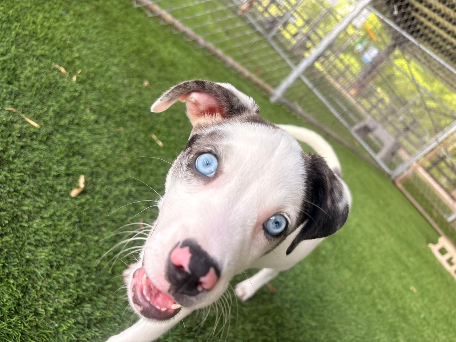 Enlarge Miranda, a ADOPTABLE Mixed Breed in Morristown, NJ image 3/4