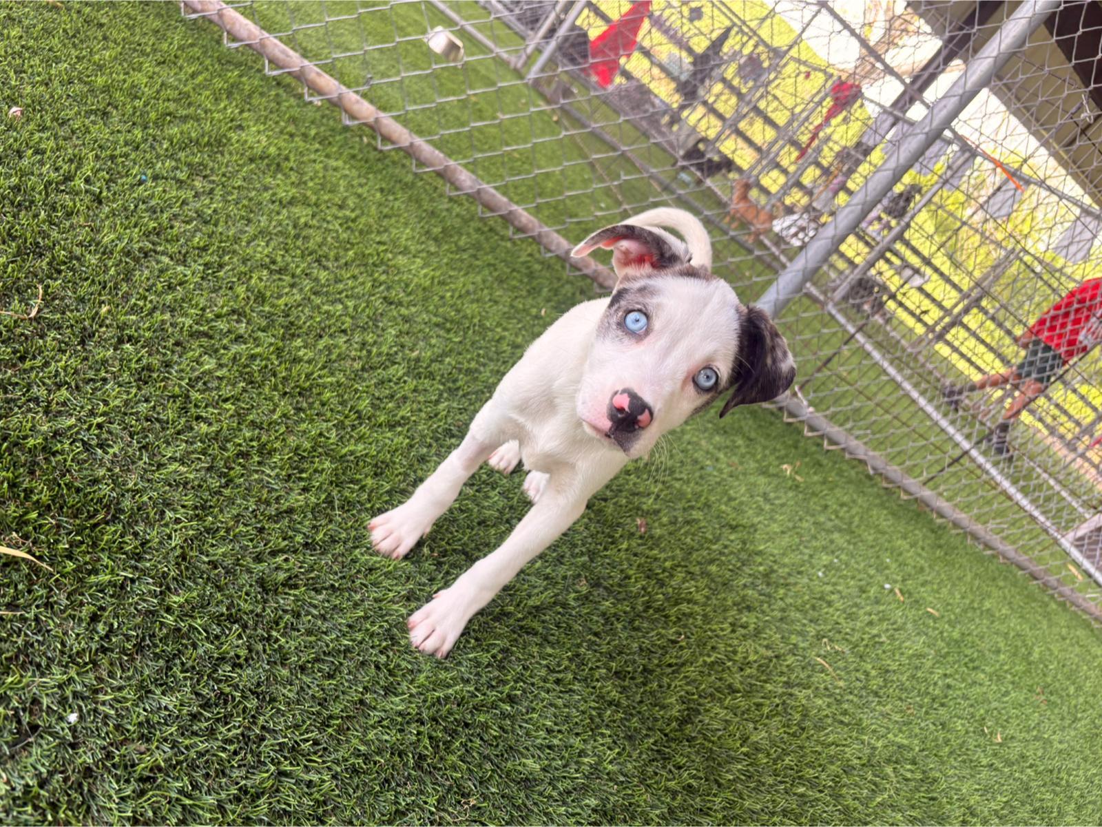 Enlarge Miranda, a ADOPTABLE Mixed Breed in Morristown, NJ image 1/4