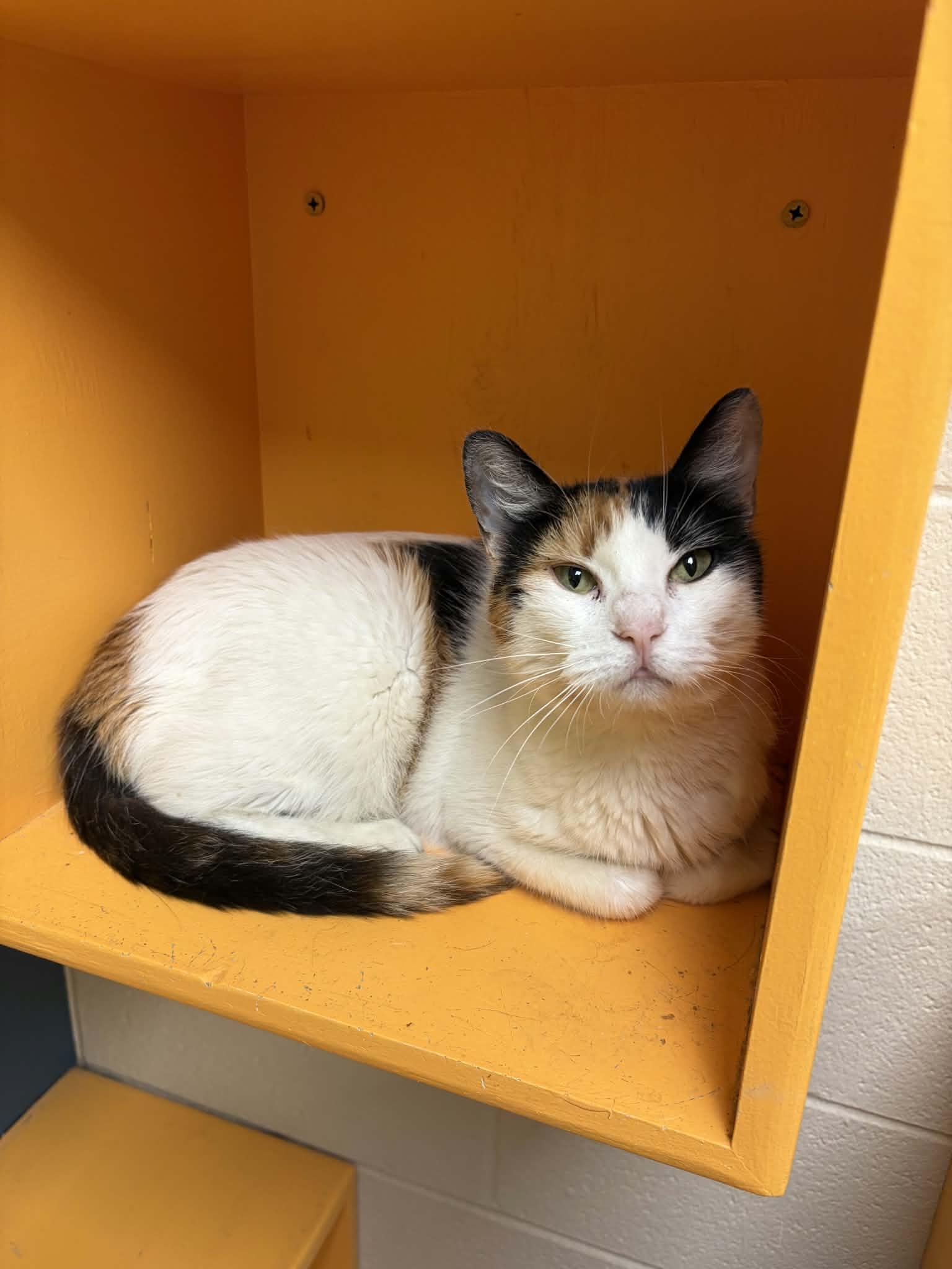 Applesauce, a ADOPTABLE Domestic Short Hair in Valparaiso, IN image 2/2