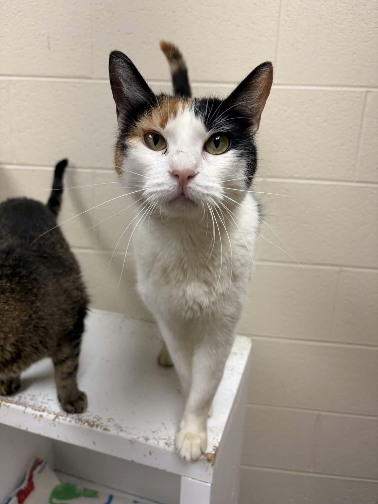 Applesauce, a ADOPTABLE Domestic Short Hair in Valparaiso, IN image 1/2