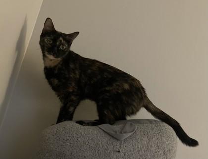 Enlarge Callie, a Adoptable Domestic Short Hair in Memphis, TN image 1/3