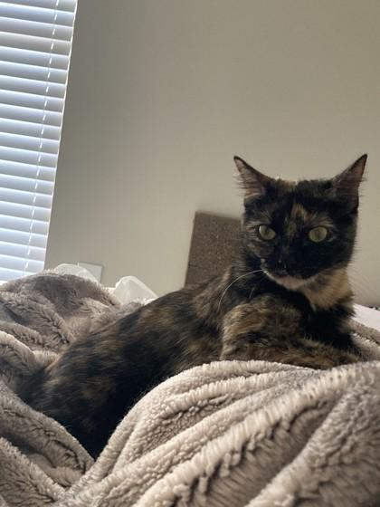 Enlarge Callie, a Adoptable Domestic Short Hair in Memphis, TN image 2/3