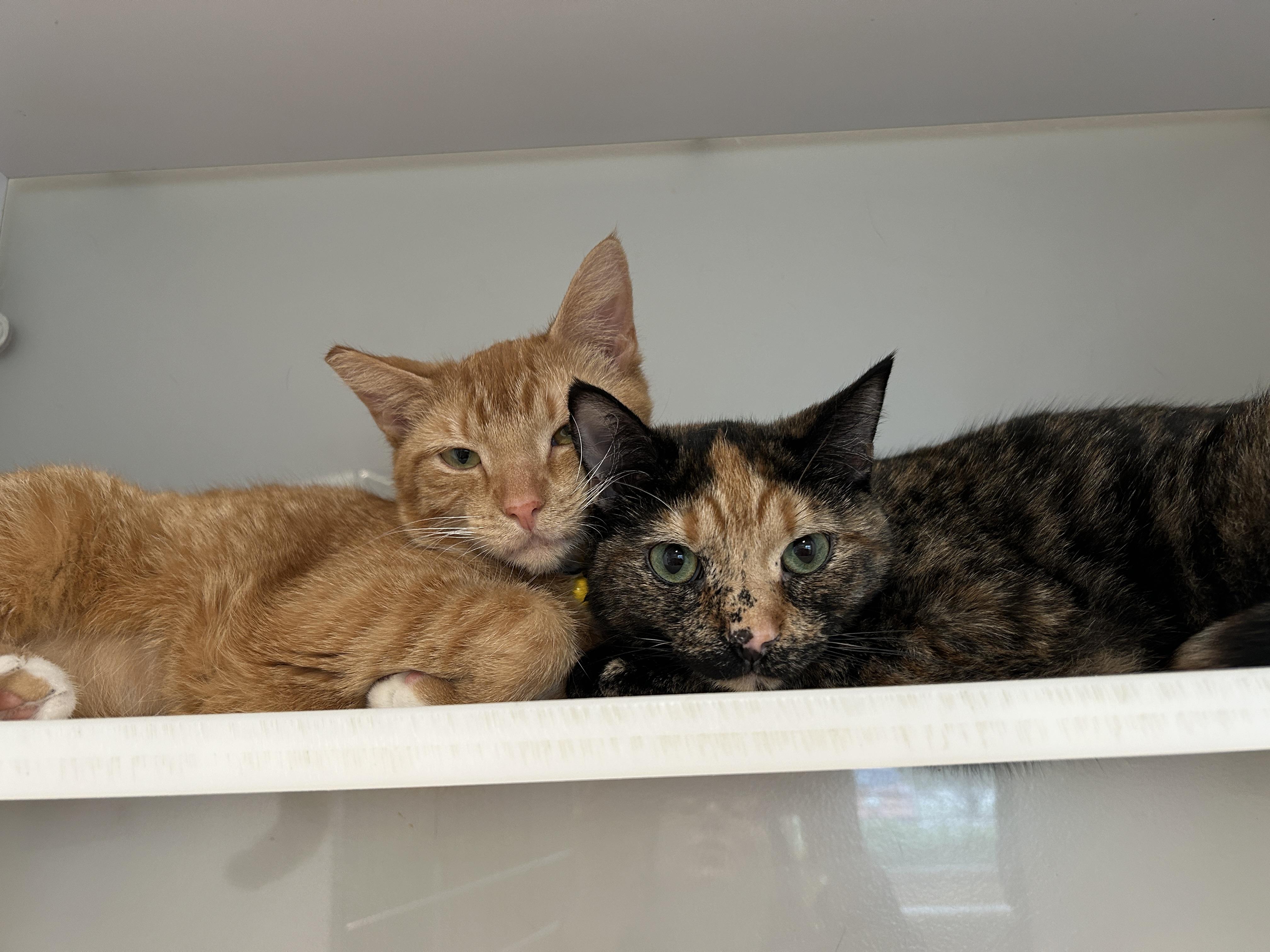 Charlotte Russe thumbnail 4