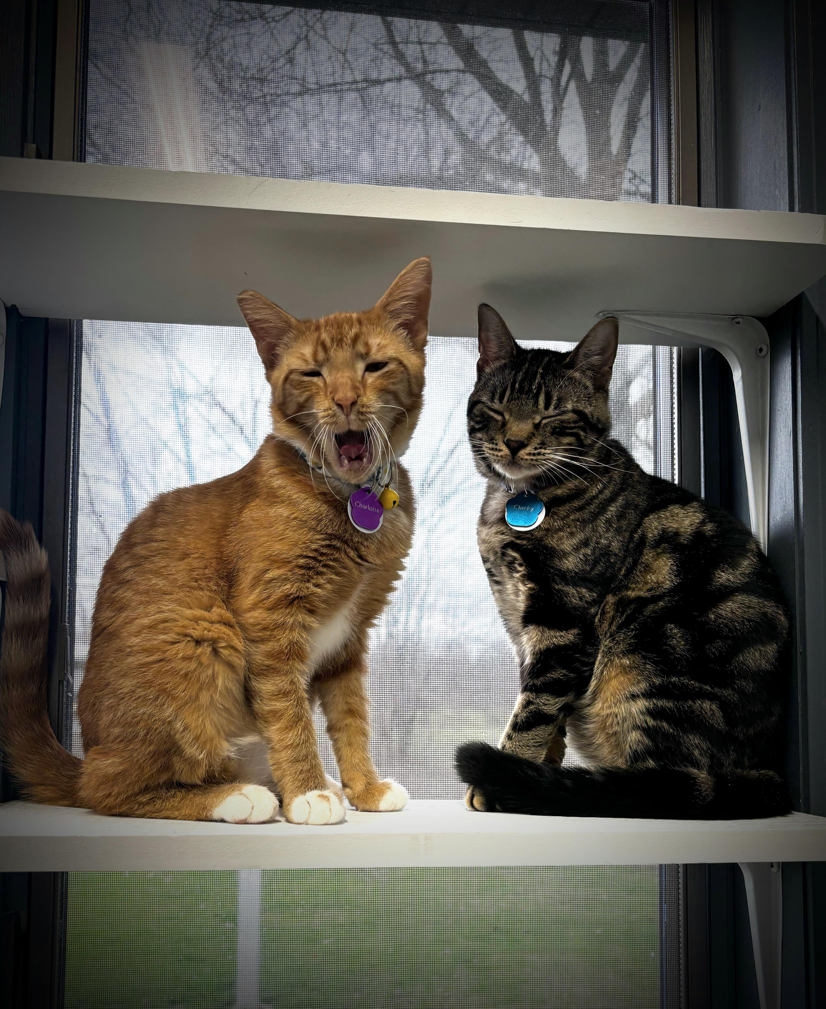 Charlotte Russe thumbnail 6