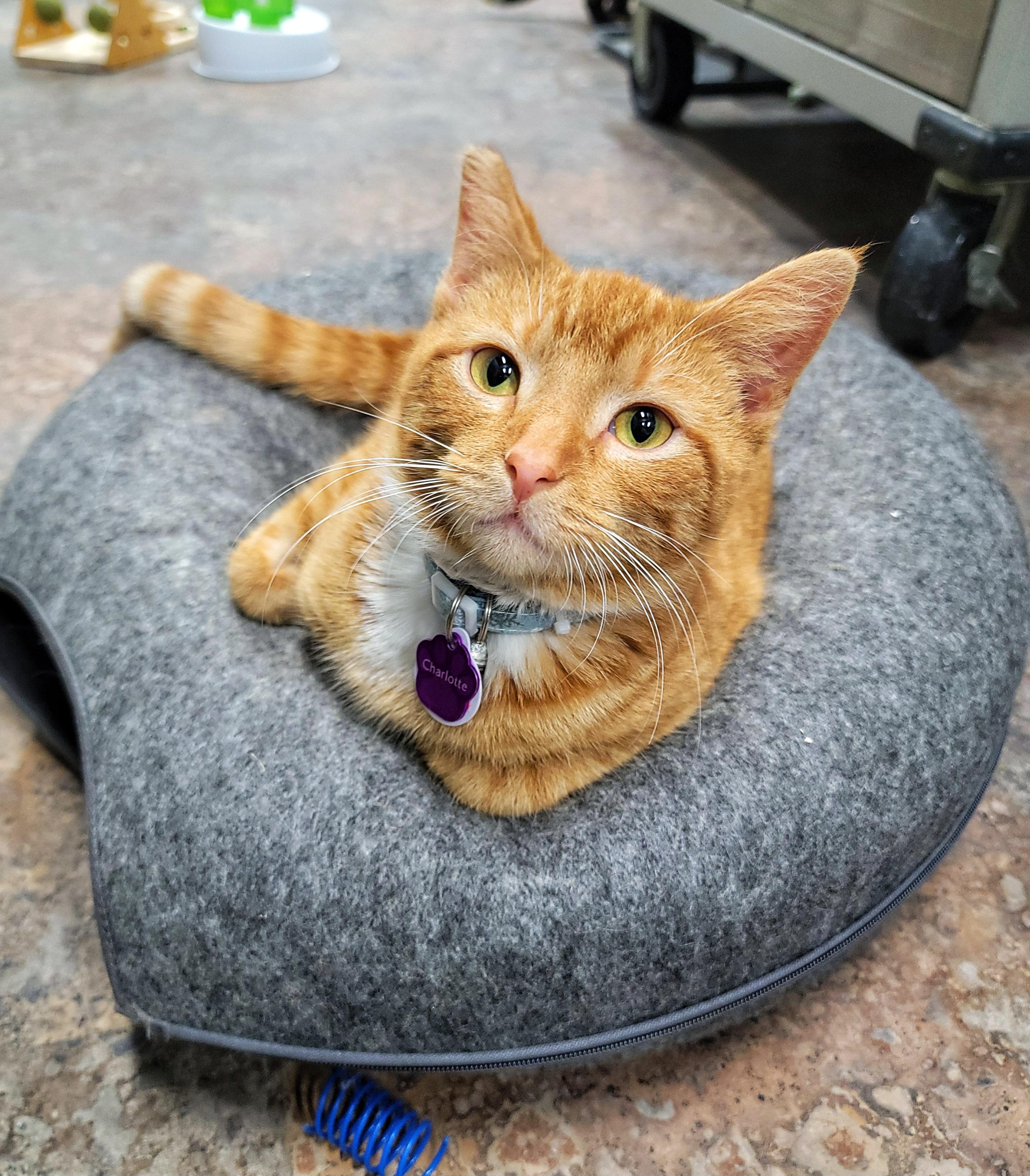 Charlotte Russe thumbnail 2