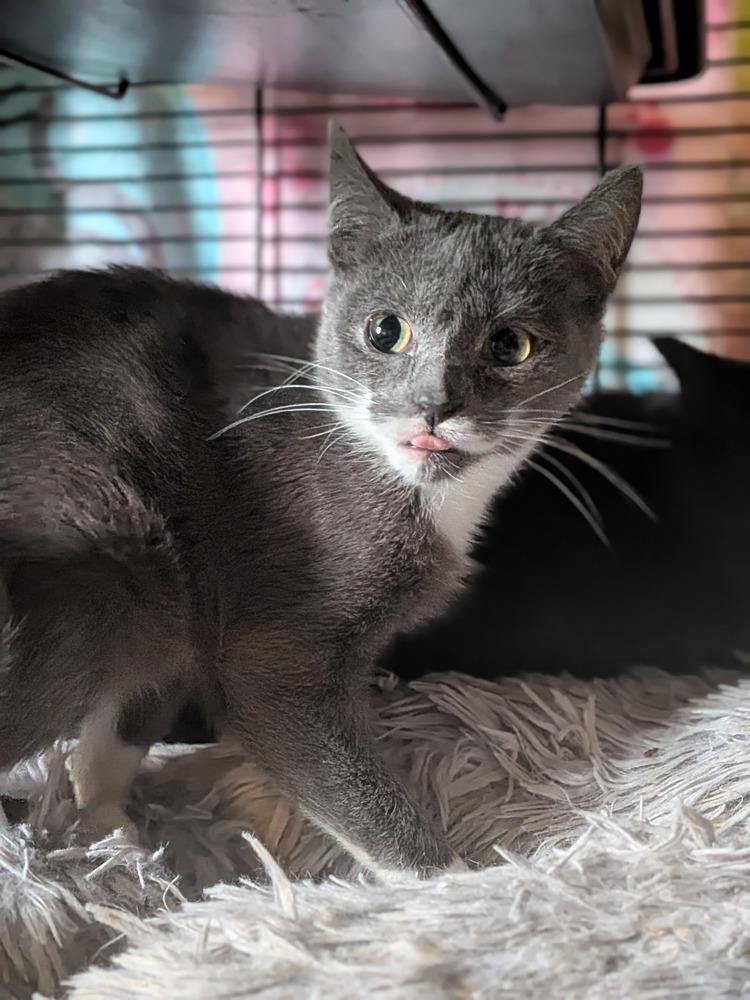 Bean Sprout, Adopted, Kitten Female Domestic Short Hair.