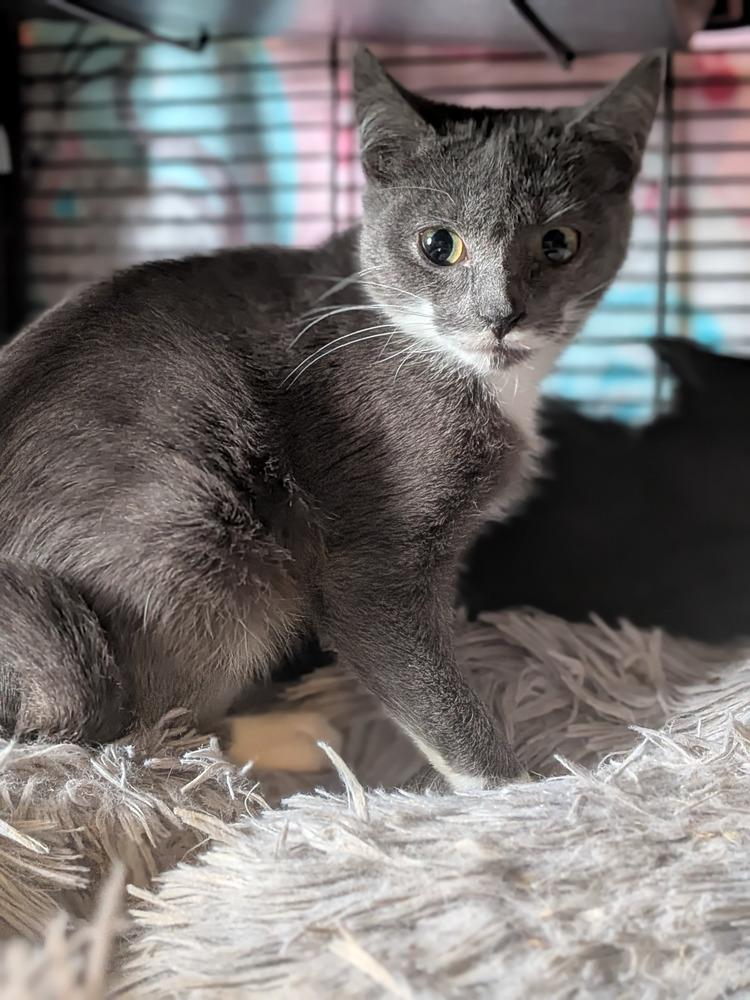 Enlarge Bean Sprout, a Adopted Domestic Short Hair in Clinton Township, MI image 2/4