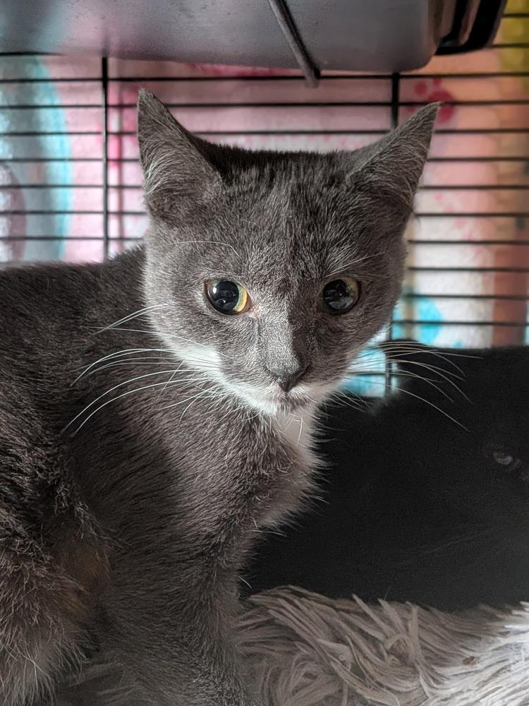 Enlarge Bean Sprout, a Adopted Domestic Short Hair in Clinton Township, MI image 3/4