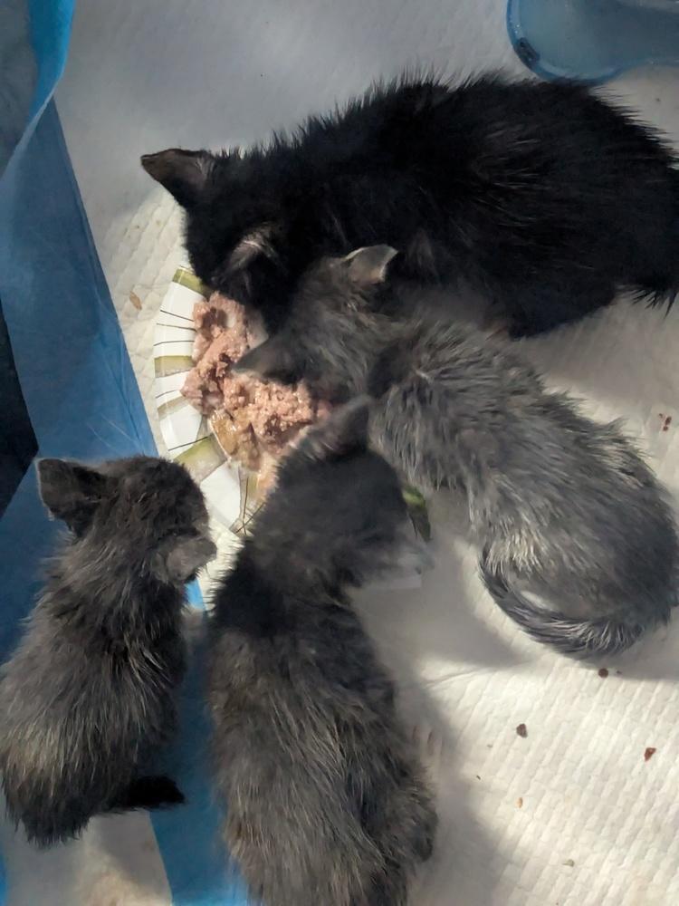 Enlarge Bean Sprout, a Adopted Domestic Short Hair in Clinton Township, MI image 4/4