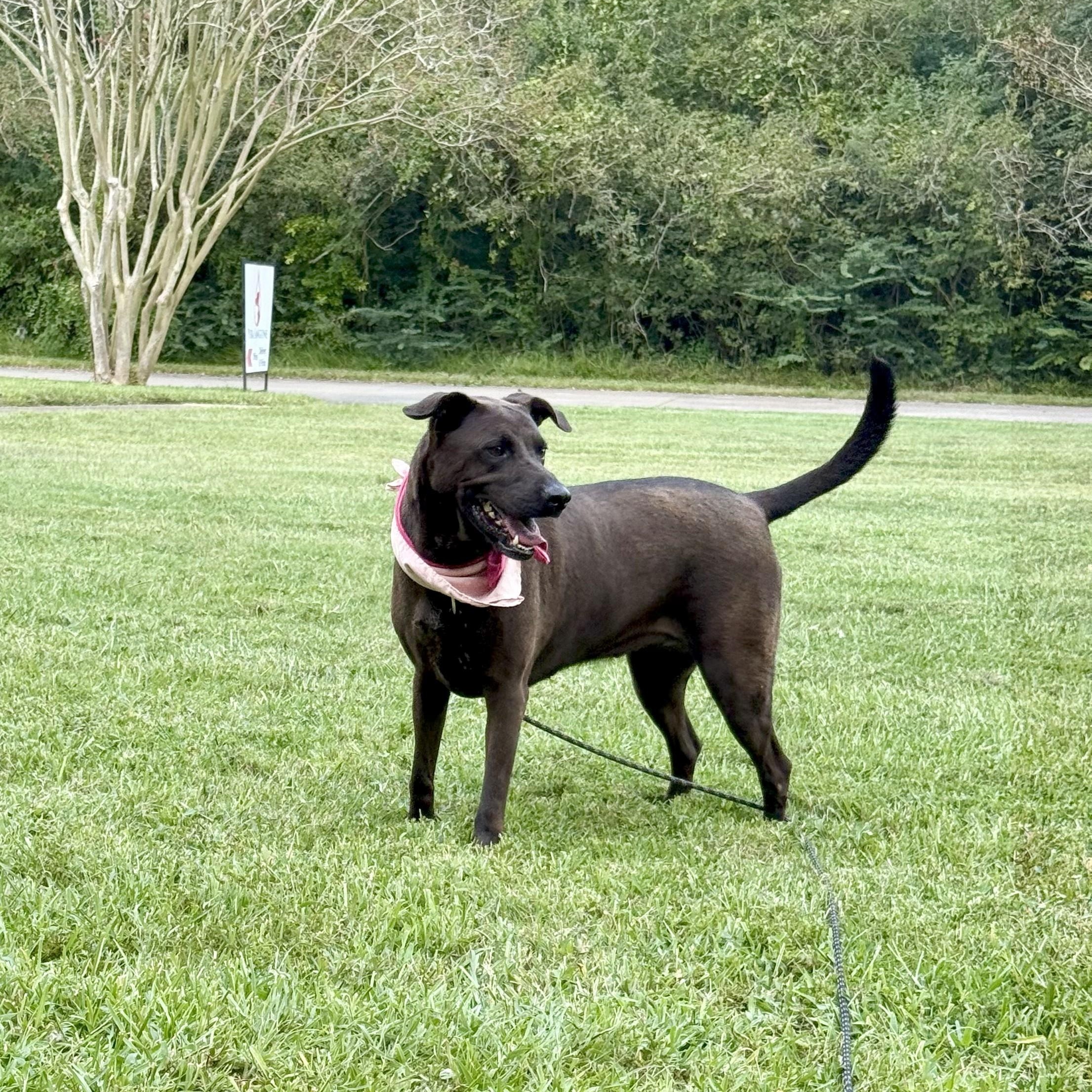 Carmen Coco Puff — thumbnail 3